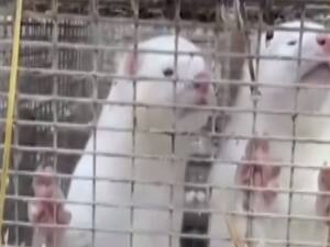 Denmark में डेढ़ करोड़ Mink जानवर को मारने का आदेश, Corona फैलने की वजह से लिया गया फैसला