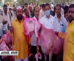 1.5 crore goat in Atpadi market | सांगलीतील आटपाडीच्या जनावरांच्या बाजारात चक्क दीड कोटींचा बकरा!