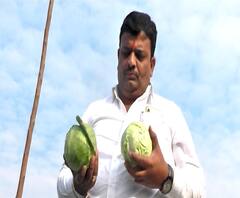 Agricultural News | शेती जगत | गोविंद पाटलांनी फुलवला भाजीपाल्याचा मळा, शेतीतून मिळवला लाखोंचा नफा