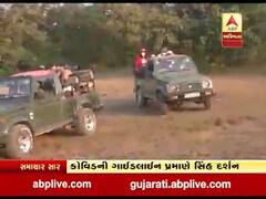 જૂનાગઢઃ સાસણગીરમાં આવ્યા પ્રવાસીઓ, કોવિડની ગાઇડલાઇન પ્રમાણે સિંહ દર્શન, જુઓ વીડિયો 