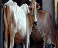 cattle-smuggling case: BSF commandant Satish Kunar এর ১০০ কোটির সম্পত্তি! কীভাবে বিপুল পরিমাণ সম্পত্তির মালিক তিনি? 