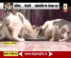 Cat House! मांजरांचं माहेरघर, तब्बल 30 मांजरींचा एकाच घरात वावर, इंगळे कुटुंबाकडून मांजरांचे लाड