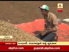 મહેસાણાઃ સતત વરસાદના કારણે વિજાપુરના મગફળીના ખેડૂતો બેહાલ, જુઓ વીડિયો 