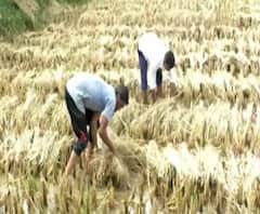 Agriculture News | गोंदिया जिल्ह्यात अवकाळी पाऊस,धान पिकाला फटका | शेती क्षेत्रातील घडामोडींचा आढावा