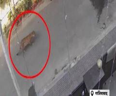 Ghaziabad की सड़क पर घूमता दिखा तेंदुआ, हर कोई हैरान| Poorab Paschim| ABPGanga 