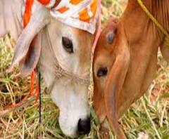 BSF আধিকারিকদের সবুজ সঙ্কেত পেয়েই গরু পাচার! বিস্ফোরক দাবি CBI-এর 