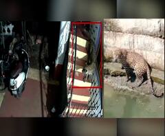 Leopard in Ratnagiri | रत्नागिरीत बिबट्याचा मानवी वस्तीत वावर, बिबट्या घराच्या उंबऱ्यापर्यंत