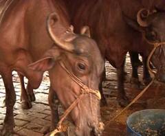 Cattle Smugglingl: সল্টলেকের পাশাপাশি বাড়ি মুর্শিদাবাদ ও দিল্লিতে, বিভিন্ন রাজ্যে অঢেল সম্পত্তির মালিক BSF officer Satish Kumar 