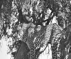 तेंदुआ की दहशत, पुलिस लगातार कर रही लोगों से घर में रहने की अपील