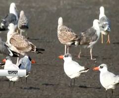 परदेशी पाहुण्यांनी पालघरचे समुद्र किनारे फुलले, परदेशी पक्ष्यांना कॅमेऱ्यात कैद करण्यासाठी गर्दी