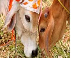 Cow smuggling case: গরু পাচার বোঝাতে BSF-পাচারকারী সঙ্কেতে বার্তা, তদন্তে চাঞ্চল্যকর তথ্য CBI-র হাতে