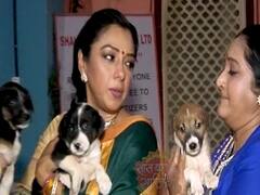 Star cast of Anupamaa considers puppies as their Lucky Charm | SBS Full