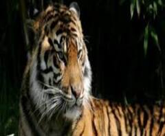 নেই পর্যটকদের ভিড়, মা শিলার সঙ্গে খুনসুটিতে মেতেছে Bengal Safarir-র তিন খুদে সদস্য