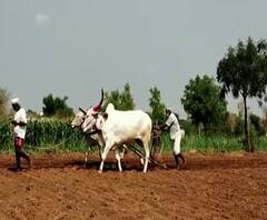 Uddhav Thackeray Govt | धान उत्पादकांना क्विंटलमागे 700 रुपये बोनस देण्याचा राज्य सरकारचा विचार