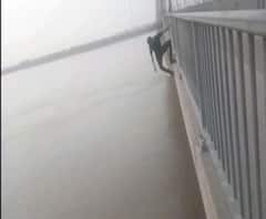 यमुना के नए ब्रिज पर खतरनाक स्टंट करते युवा, वीडियो हो रहे वायरल | Ganga Prime 