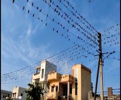 Yavatmal | यवतमाळच्या चांदोर गावात भल्या पहाटे विद्युत तारांवर भरते पक्ष्यांची शाळा