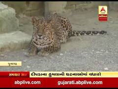 જૂનાગઢ: મૂવમેન્ટનો અભ્યાસ કરવા દીપડાને રેડિયો કોલર લગાવશે 