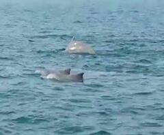 Ganpatipule | Dolphin | गणपतीपुळेच्या समुद्रकिनारी डॉल्फिनचं दर्शन