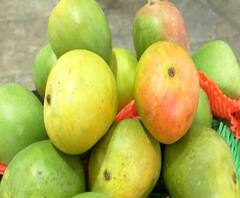 African mango | आफ्रिकेचा आंबा नवी मुंबई एपीएमसी मार्केटमध्ये दाखल