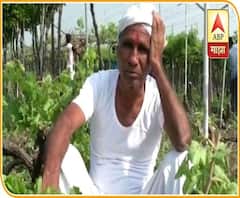 Farmer Loss | अतिवृष्टीनंतर रोगराई आल्याने पंढरपुरात द्राक्षबागांना मोठा फटका, शेकडो शेतकऱ्यांकडून बागांवर कुऱ्हाड