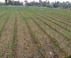 Unseasonal Rains | नाशिकमध्ये सलग दुसऱ्या दिवशी अवकाळी पाऊस; कांदा, द्राक्षाचं नुकसान होण्याची भीती