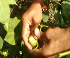 शेती जगत | कपाशीवर बोंडअळीचा प्रादुर्भाव, कापसाच्या उभ्या पिकावर नांगर फिरवण्याची वेळ #स्पेशलरिपोर्ट