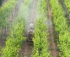 सांगलीत अवकाळी पावसामुळे द्राक्ष उत्पादक संकटात; रोगाचा प्रादुर्भाव टाळण्यासाठी औषध फवारणी 