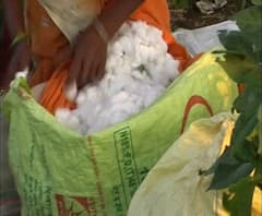 Cotton Purchase | राज्यात 1 डिसेंबरपासून कापूस खरेदी होणार, 5800 रुपये प्रति क्विंटल दर 