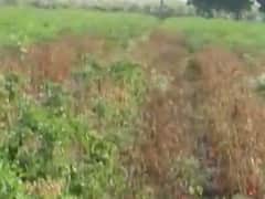 ગોંડલ પંથકમાં મરચાંના પાકને ભારે નુકસાન, મરચાંના પાકમાં આવ્યો સુકારાનો રોગ