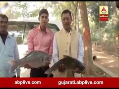 Bihar Election Result: તેજસ્વીના ઘર બહાર જીવતી માછલી લઇને પહોંચ્યા RJDના સમર્થકો, જાણો કારણ?