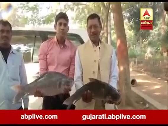 Bihar Election Result: તેજસ્વીના ઘર બહાર જીવતી માછલી લઇને પહોંચ્યા RJDના સમર્થકો, જાણો કારણ?