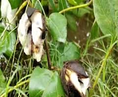 शेती जगत | शेती क्षेत्रातील घडामोडींचा वेगवान आढावा | 22 नोव्हेंबर 2020