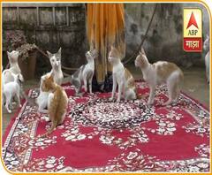 WEB EXCLUSIVE | अमरावतीत मांजरींची जत्रा! एकाच घरात तब्बल 30 मांजरींचं कुटुंब | Cat House