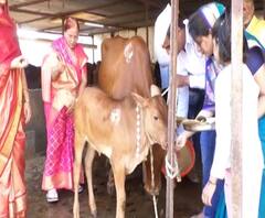 Vasu Baras 2020 | वसू बारसने दिवाळीला सुरुवात; गाय आणि वासराप्रती कृतज्ञता व्यक्त करण्याचा दिवस