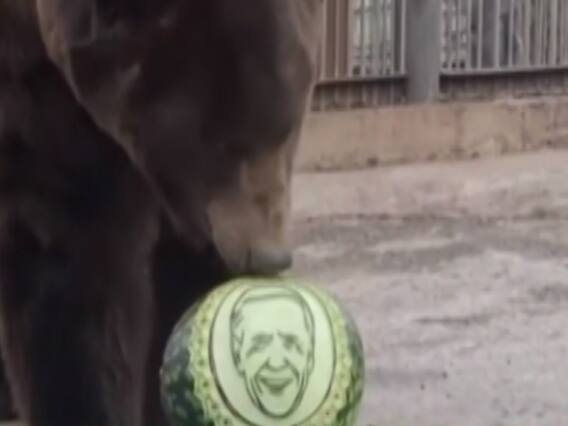 US Presidential Elections: Watch what predictions by Serbia's zoo animals say