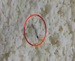 BEST सेवेसाठी बोलावलेल्या 350 एसटी कर्मचाऱ्यांच्या जेवणात अळ्या,रस्त्यावर उतरत कर्मचाऱ्यांचं आंदोलन