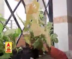 ये इंडोर प्लांट्स करेंगे प्रदूषण को दूर, देखें ये रिपोर्ट। Air Pollution 