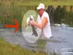 Florida: Elderly man saves puppy from alligator