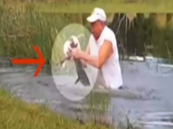 Florida: Elderly man saves puppy from alligator