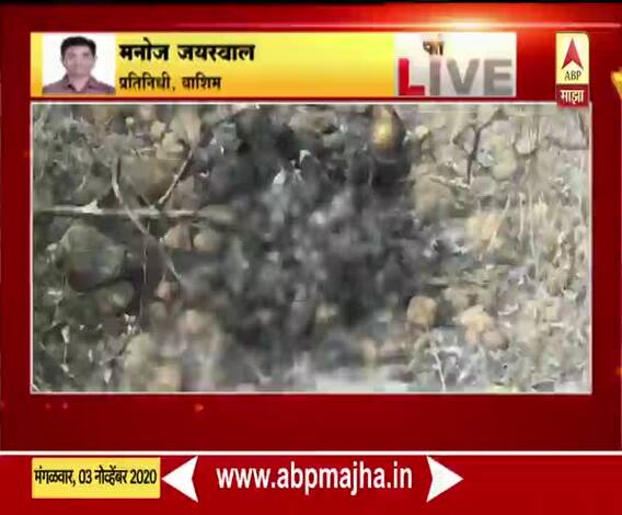 Washim Murder | वाशिमच्या उंबर्डा परिसरात तरुणीचा गूढ मृत्यू, जळालेल्या अवस्थेत मृतदेह आढळला