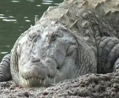 Sangli | सांगलीतील पलुस तालुक्यात 5 मगरींचा मुक्त वावर, शेतकरी, मच्छीमाऱ्यांमध्ये भीतीचं वातावरण