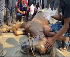 नालासोपारामध्ये चेंबरच्या होलमध्ये घोड्याचा पाय अडकला, अग्निशमन दलाकडून 2 तासांनंतर घोड्याची सुटका