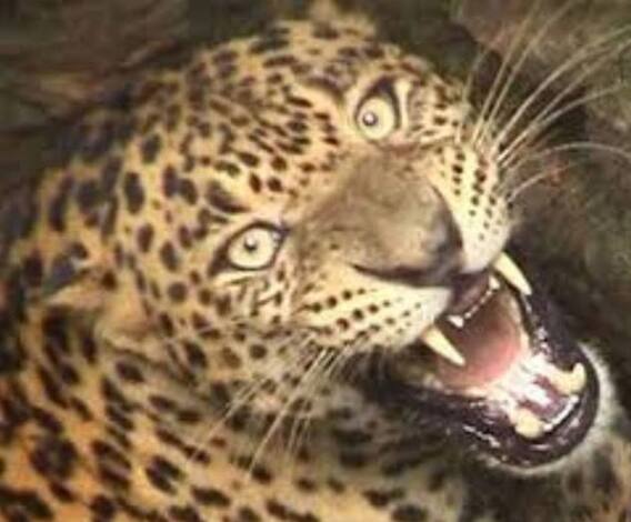 Bageshwar: ग्रामीणों ने कमरे के अंदर बंद कर दिया गुलदार| Uttarakhand Prime| ABP Ganga 