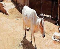 Cow smuggling probe: 'CBI গ্রেফতার করেছে BSF কর্তাকে, কান টানলেই, মাথা আসবে', দাবি Dilip Ghosh এর, তবে কি জড়িয়ে আরও বড় মাথা?