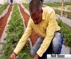 Pimpri Chinchwad | पिंपरीतील इंजिनिअर दाम्पत्याची शेतीत क्रांती, सेंद्रीय शेतीतून 90 लाखांची उलाढाल