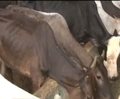 सीएम योगी का मिशन गोवंश, गोवंश के आधार कार्ड भी बनेंगे