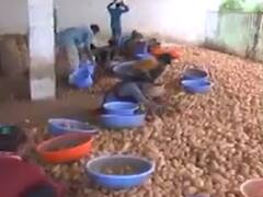 બટાકાના બીજના ભાવમાં વધારાથી ખેડૂતો થયા પરેશાન, જુઓ વીડિયો 