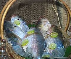 Hilsa: এবছর ইলিশ উঠেছে মাত্র ৩ হাজার মেট্রিক টন, মাথায় হাত মৎস্যজীবী ও ট্রলার মালিকদের