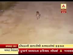 સુરત: હજીરાની કંપનીના કેમ્પસમાં ઘૂસી આવ્યો દીપડો, જુઓ વીડિયો 