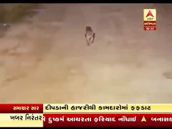 સુરત: હજીરાની કંપનીના કેમ્પસમાં ઘૂસી આવ્યો દીપડો, જુઓ વીડિયો 